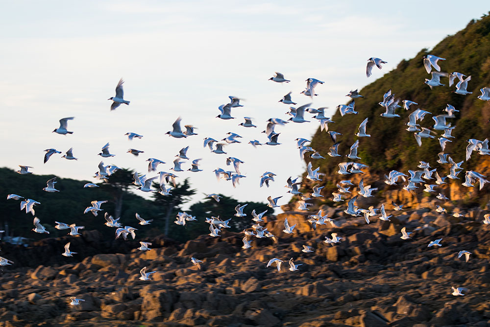 Fauna and Flora of Brittany