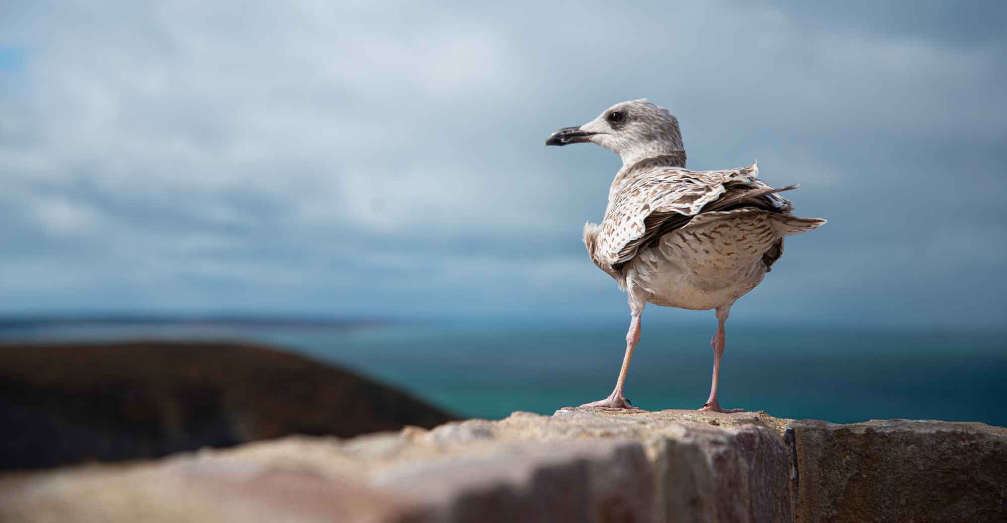oiseau bretagne
