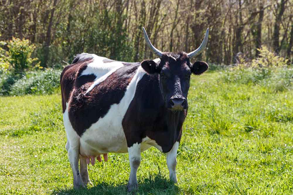 Breton Black Pie