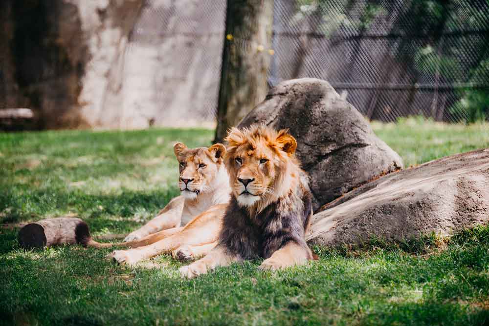zoo parc tregomeur
